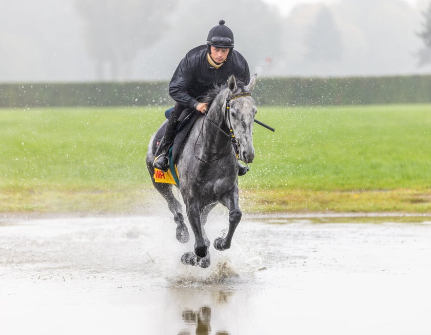 Paweł Pałczyński i Jadmir trenujący przed Crystal Cup. Wrocław, październik 2025