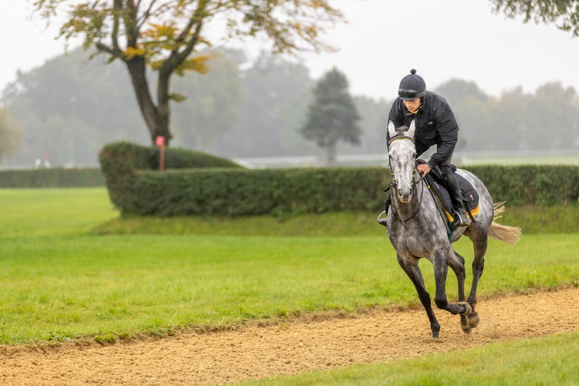 Paweł Pałczyński i Jadmir przygotowujący się do Crystal Cup