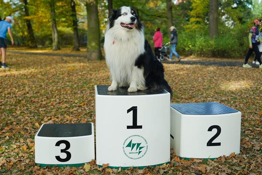 Bieg Wielkiej Wyspy. Wrocław, 25.10.2025