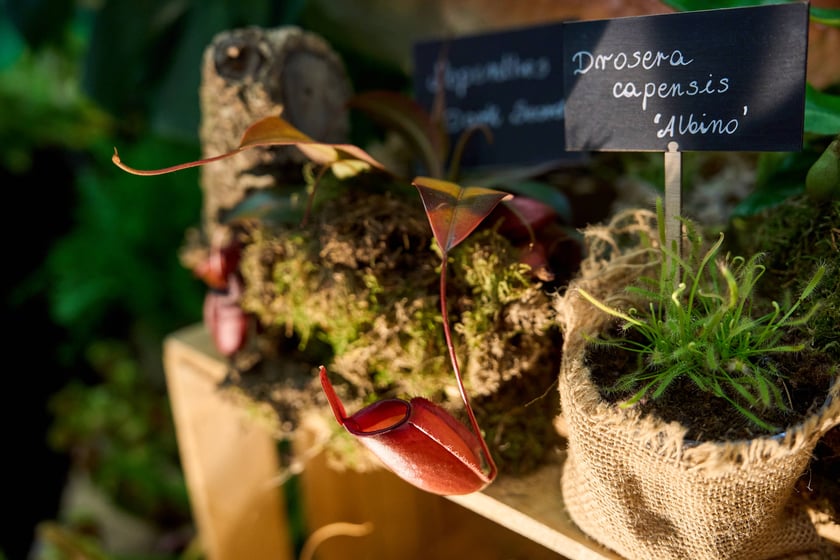 Fantastyczny World Flower Show &ndash; Światowa Wystawa Roślin na Tarczyński Arena 11 i 12 kwietnia