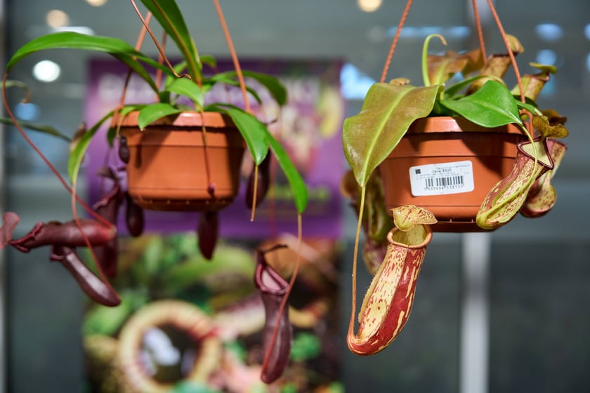 Fantastyczny World Flower Show &ndash; Światowa Wystawa Roślin na Tarczyński Arena 11 i 12 kwietnia