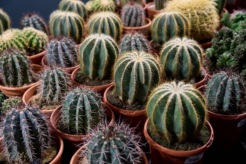 Fantastyczny World Flower Show &ndash; Światowa Wystawa Roślin na Tarczyński Arena 11 i 12 kwietnia