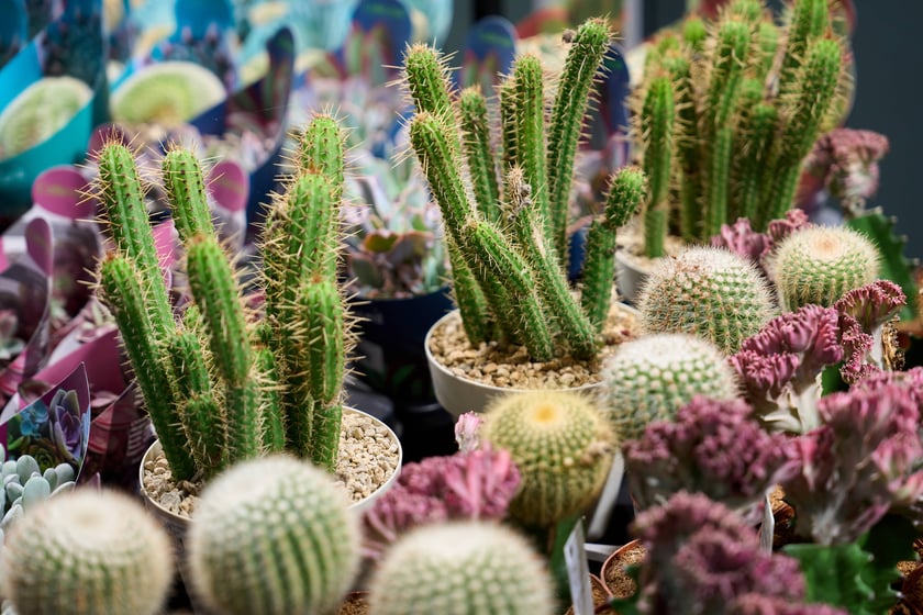 Fantastyczny World Flower Show &ndash; Światowa Wystawa Roślin na Tarczyński Arena 11 i 12 kwietnia