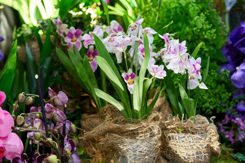 Fantastyczny World Flower Show &ndash; Światowa Wystawa Roślin na Tarczyński Arena 11 i 12 kwietnia