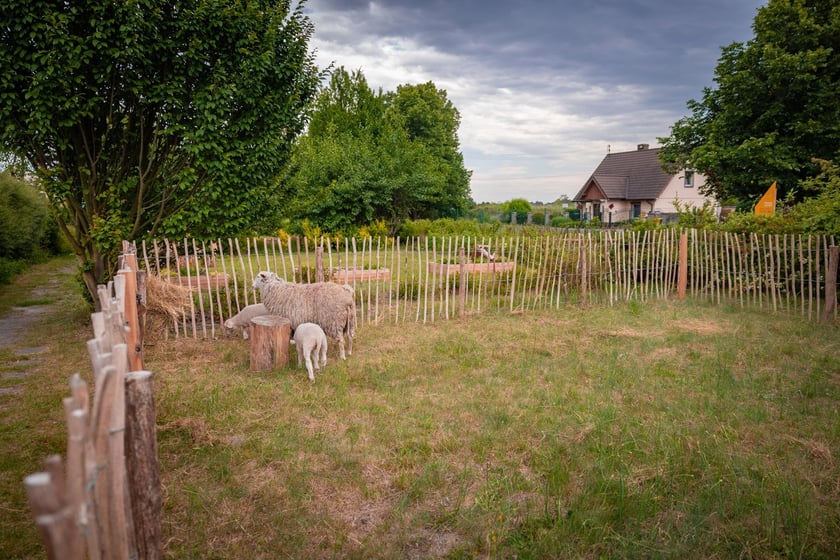 Farma Miejska Wrocław. Otwarcie strefy edukacyjnej na Farmie Miejskiej Wrocław