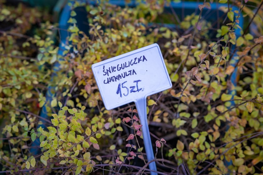 Koncert zespołu Enej podczas Wrocławskich Dożynek MIejsko-Uniwersyteckich w Pawłowicach