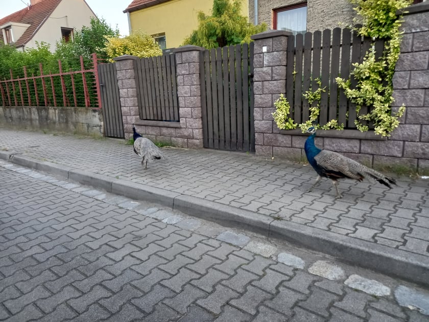 Pawie na Stabłowicach