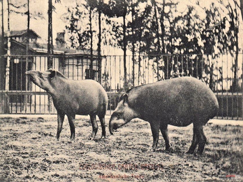 Jakie zwierzęta żyły we wrocławskim ZOO przed II wojną światową? Zobaczcie zdjęcia w naszej galerii