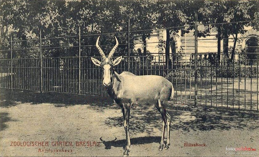 Jakie zwierzęta żyły we wrocławskim ZOO przed II wojną światową? Zobaczcie zdjęcia w naszej galerii