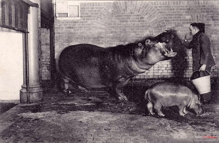 Jakie zwierzęta żyły we wrocławskim ZOO przed II wojną światową? Zobaczcie zdjęcia w naszej galerii