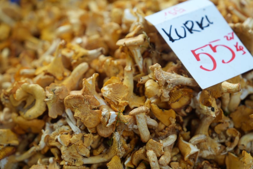 Ceny grzybów we Wrocławiu, sierpień 2024 r.