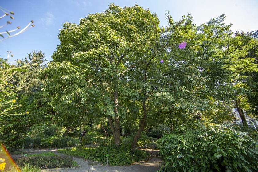 W Ogrodzie Botanicznym we Wrocławiu rośnie mnóstwo ciekawych roślin