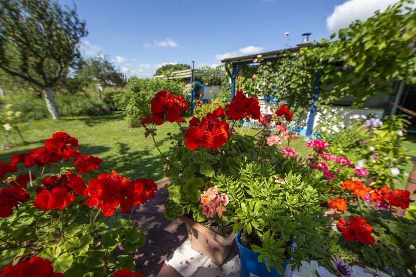 Na działce można zająć się uprawą warzyw lub owoców albo odpocząć w altance