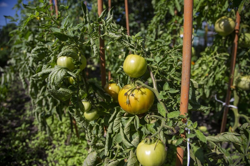 Na działce można zająć się uprawą warzyw lub owoców albo odpocząć w altance