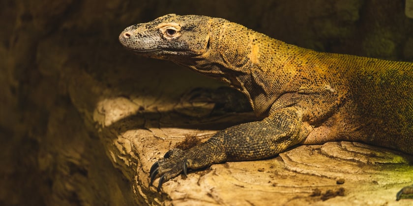Pazur (na zdjęciu) w chwili przyjazdu do Wrocławia mierzył 235 cm i ważył niecałe 33 kg