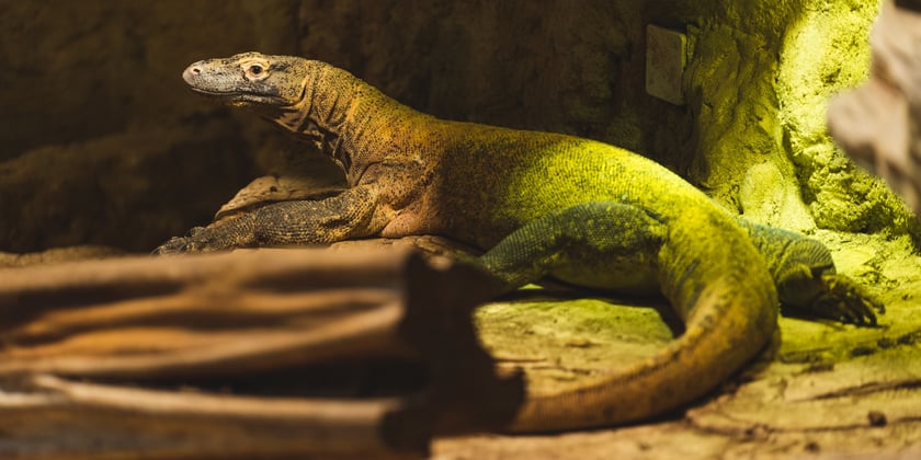 Pazur (na zdjęciu) w chwili przyjazdu do Wrocławia mierzył 235 cm i ważył niecałe 33 kg
