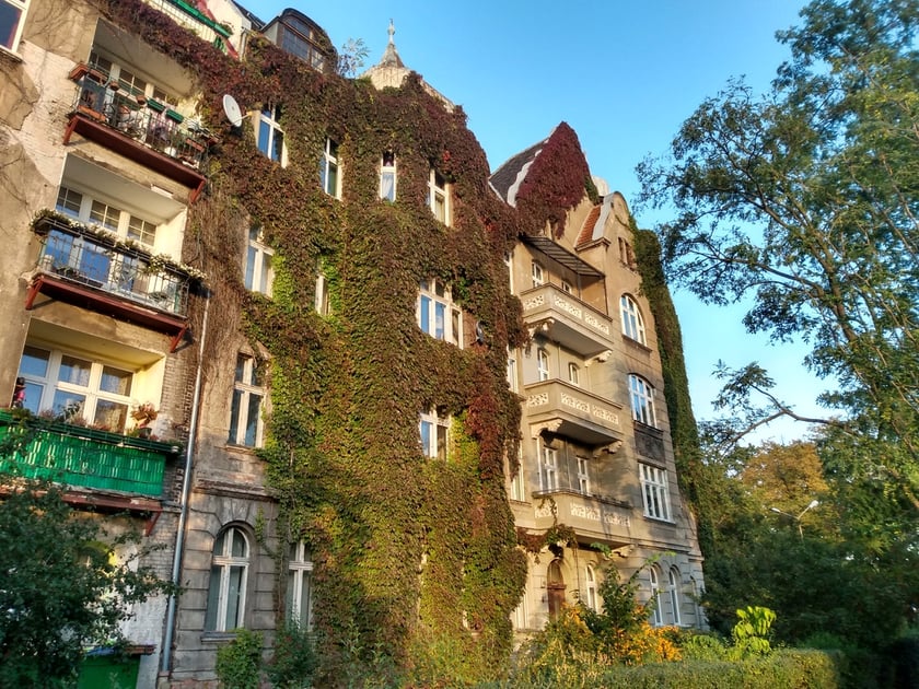 Na zdjęciu kamienica przy ul. Smoluchowskiego 56 porośnięta do wysokości czwartego piętra winobluszczem.