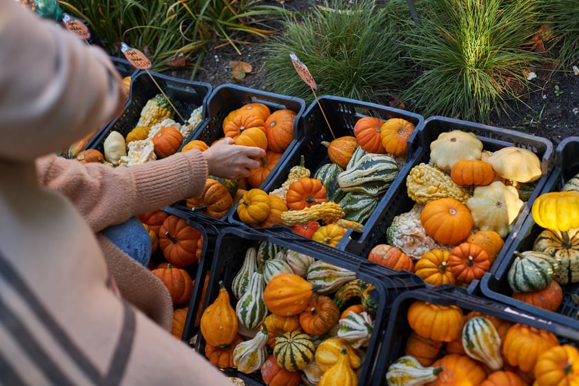 Dolnośląski Festiwal Dyni 2022 w Ogrodzie Botanicznym ? działo się!