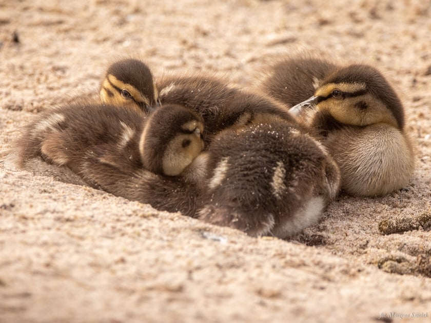 Pisklęta krzyżówki