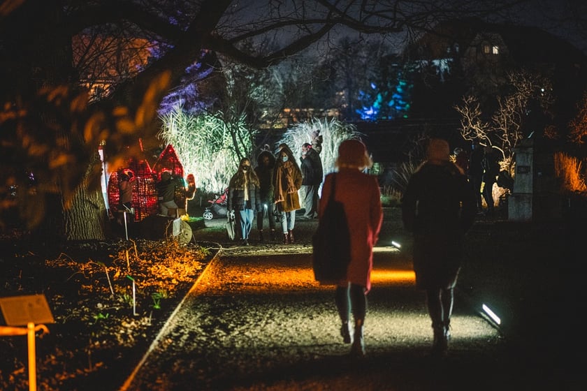 Na zdjęciu iluminacja Ogrodu Botanicznego we Wrocławiu w poprzednich latach