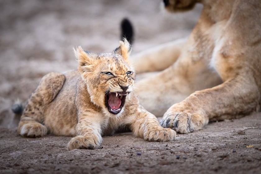Lew sfotografowany podczas wyprawy do Zambii