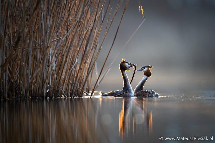 Zdjęcia dzikiej przyrody