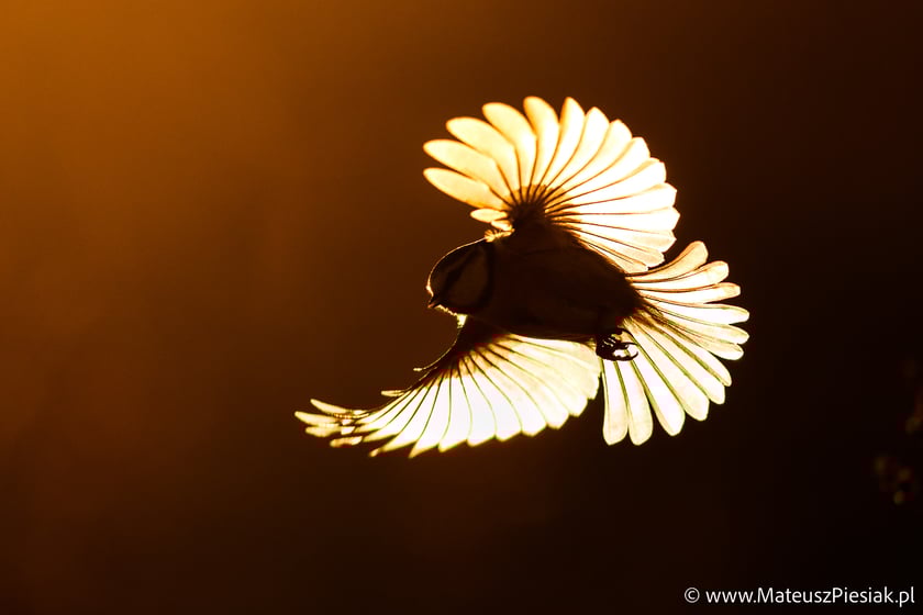 Zdjęcia dzikiej przyrody