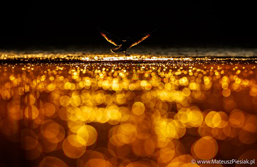 Zdjęcia dzikiej przyrody