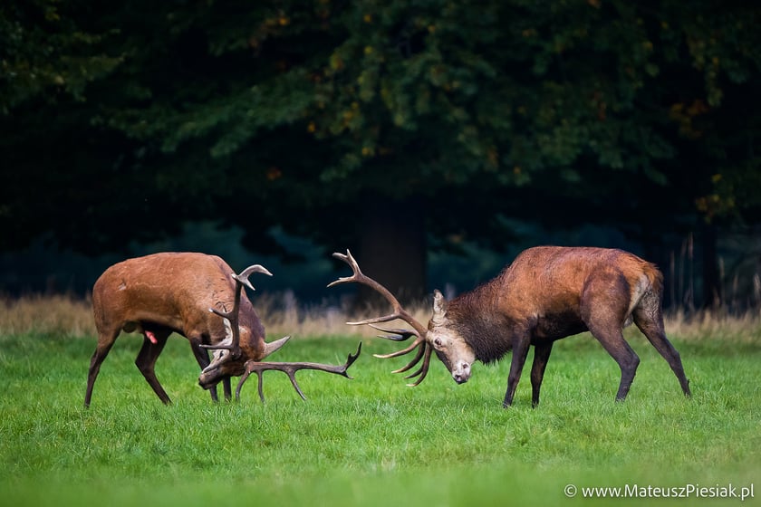 Zdjęcia dzikiej przyrody
