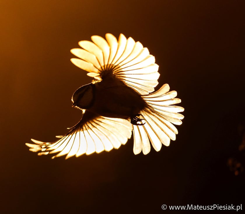 Zdjęcia dzikiej przyrody