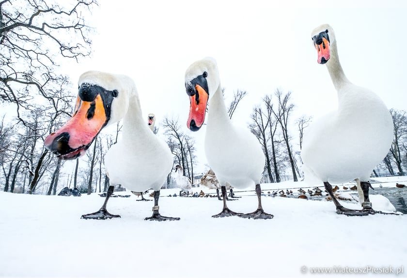 Zdjęcia dzikiej przyrody