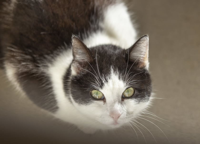 Kot do adopcji ze Schroniska dla Bezdomnych Zwierząt we Wrocławiu