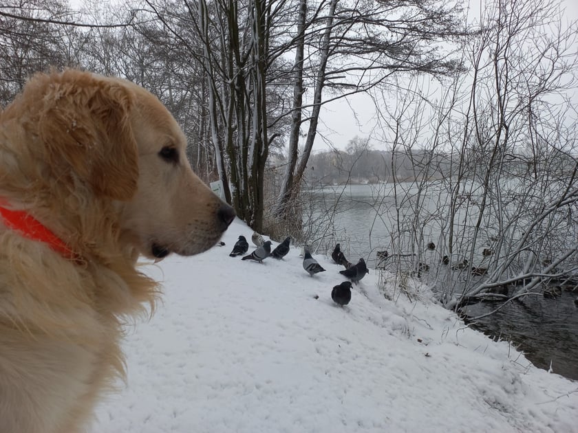 Zima we Wrocławiu. Osiedle Stabłowice w śniegu 21.01.2023