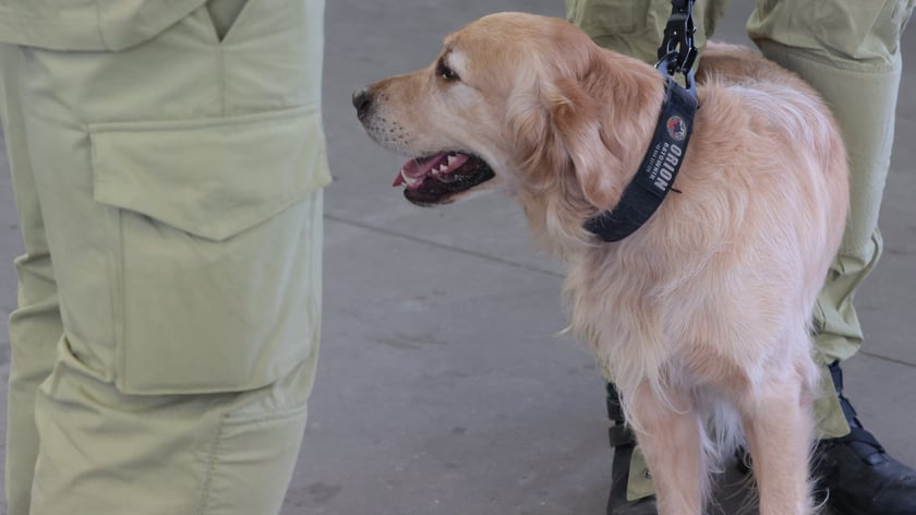 Pies ratowniczy Orion z Dolnego Śląska