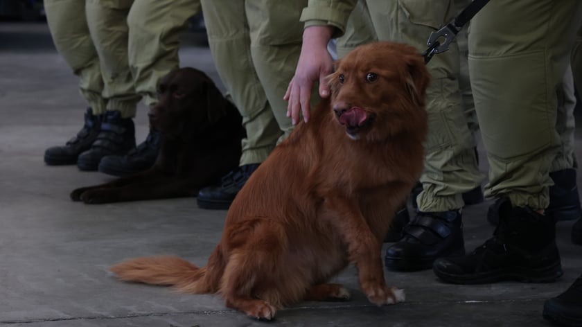 Jeden z psów ratowniczych, którzy bierze udział w Misji Turcja