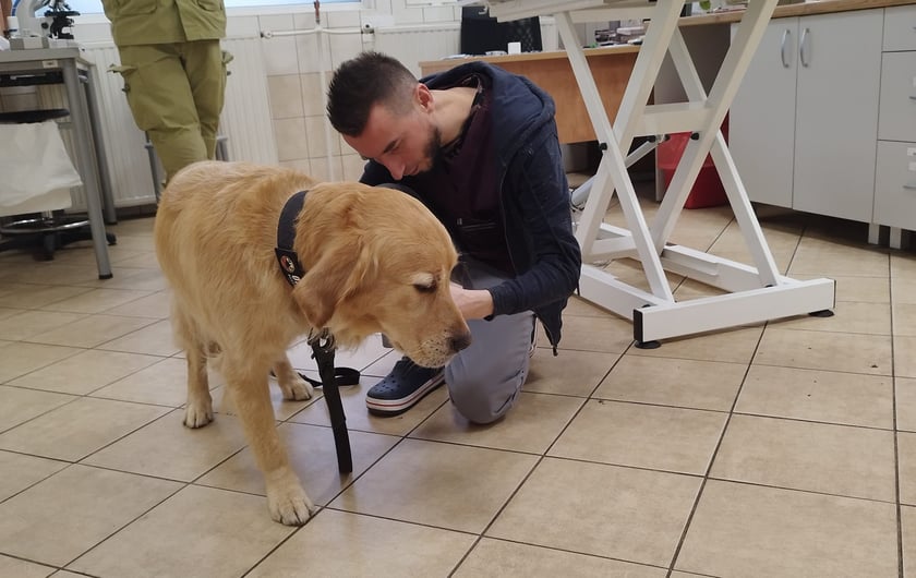 Na zdjęciu pies ratowniczy Orion podczas badania i podczas akcji poszukiwawczej w Turcji