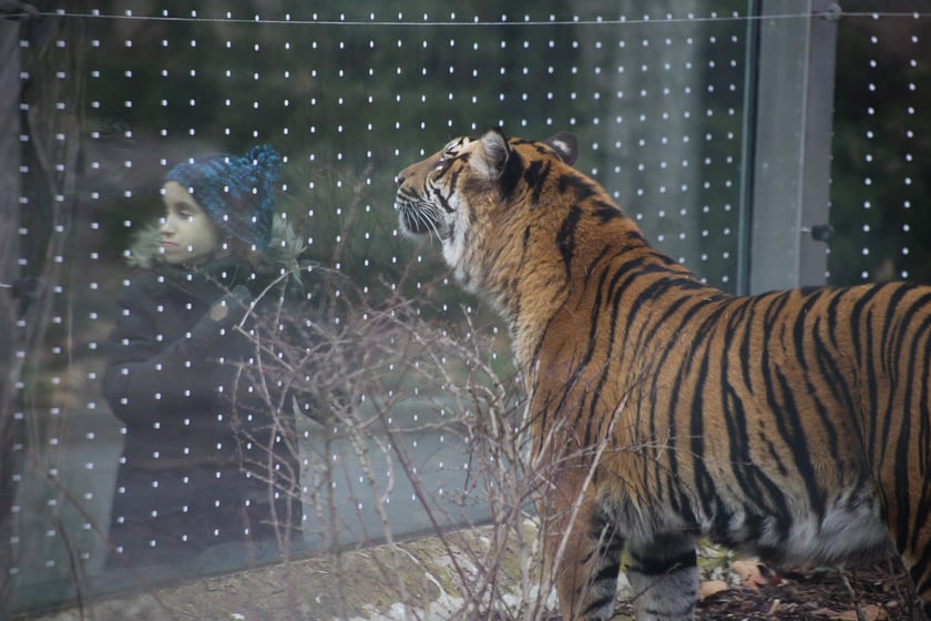 Na zdjeciu: Tygrys Tengah z wrocławskiego zoo, kt&oacute;ry obchodzi 14 lat&nbsp;
