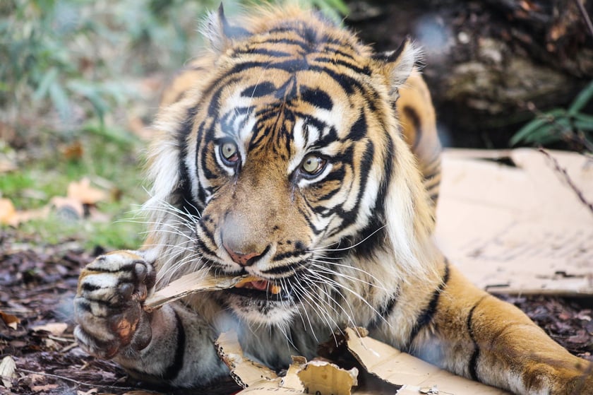 Na zdjeciu: Tygrys Tengah z wrocławskiego zoo, kt&oacute;ry obchodzi 14 lat&nbsp;