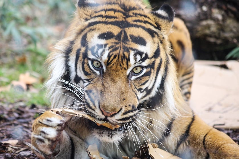 Na zdjeciu: Tygrys Tengah z wrocławskiego zoo, kt&oacute;ry obchodzi 14 lat&nbsp;