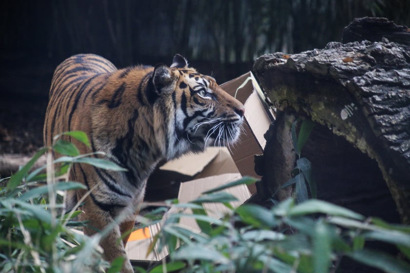 Na zdjeciu: Tygrys Tengah z wrocławskiego zoo, kt&oacute;ry obchodzi 14 lat&nbsp;