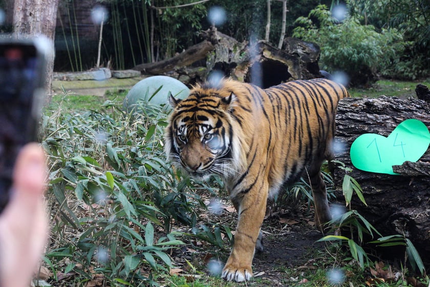 Na zdjeciu: Tygrys Tengah z wrocławskiego zoo, kt&oacute;ry obchodzi 14 lat&nbsp;