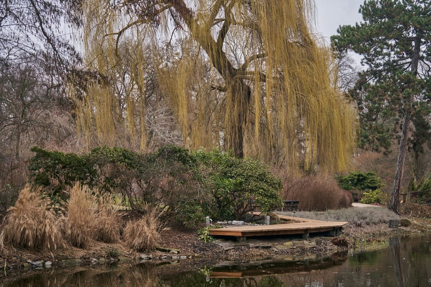 Widoki z Ogrodu Botanicznego, rośliny powoli budzą się na wiosnę