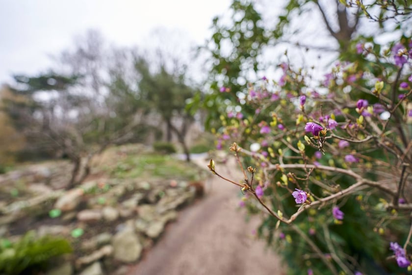 Widoki z Ogrodu Botanicznego, rośliny powoli budzą się na wiosnę