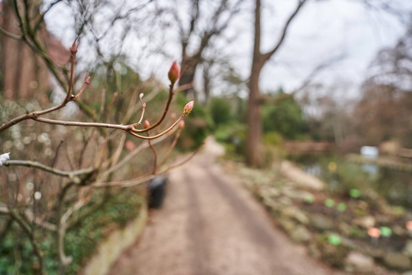 Widoki z Ogrodu Botanicznego, rośliny powoli budzą się na wiosnę