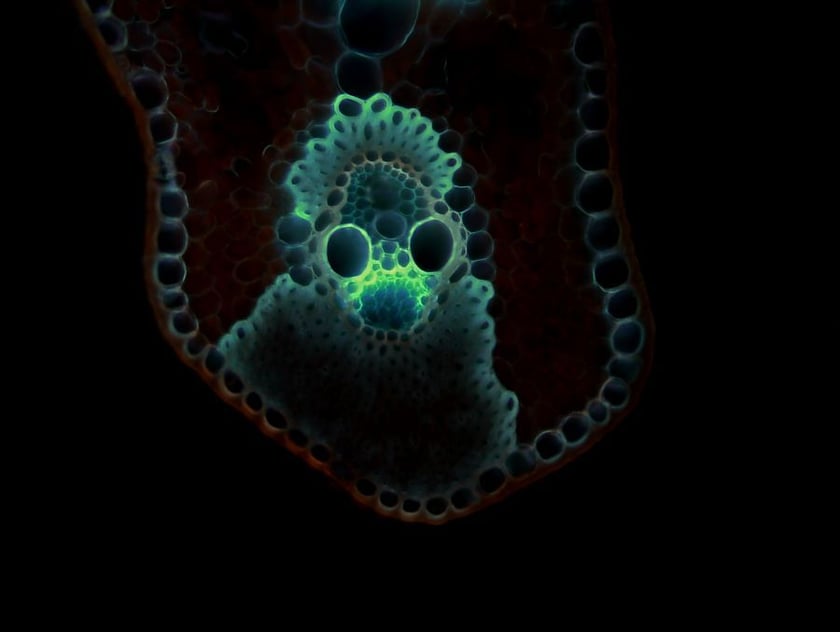 Mikroskopowy obraz wnętrza liścia w świetle UV