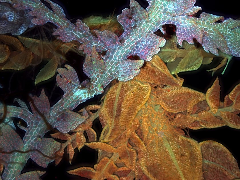 Mszaki Thuidium tamariscinum, tujowiec tamaryszkowaty - mech (pomarańczowy) i Lepidozia reptans, łuskolist rozesłany- wątrobowiec (r&oacute;żowo-seledynowy)