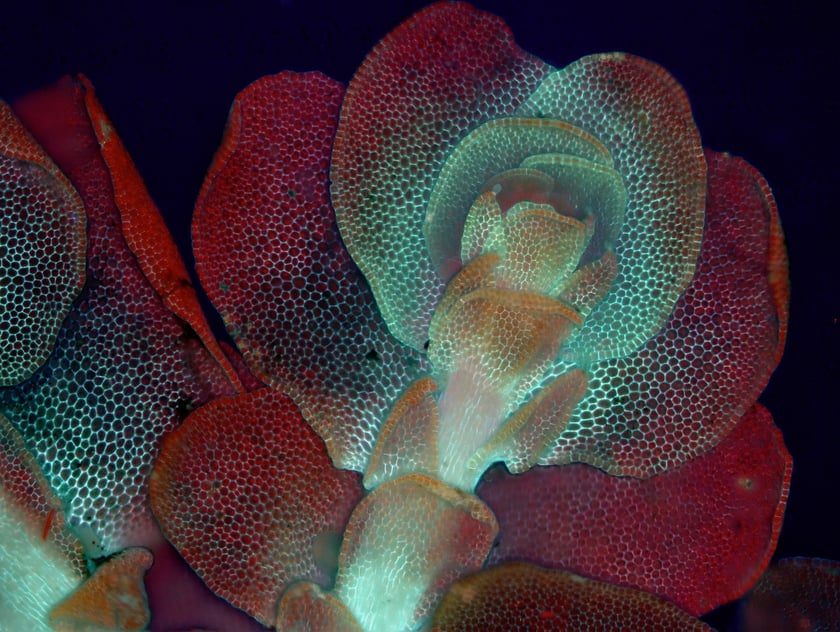 Porella sp.&nbsp; listkowaty wątrobowiec obserwowany w świetle UV