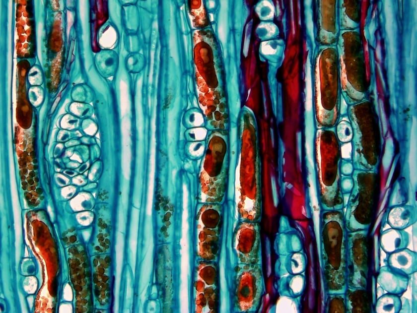 Przekr&oacute;j podłużny przez drewno sosny (Pinus sylvestris)