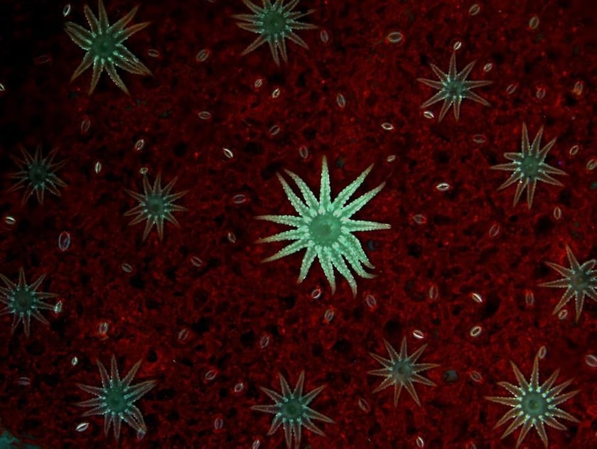 Żylistek (Deutzia scabra)