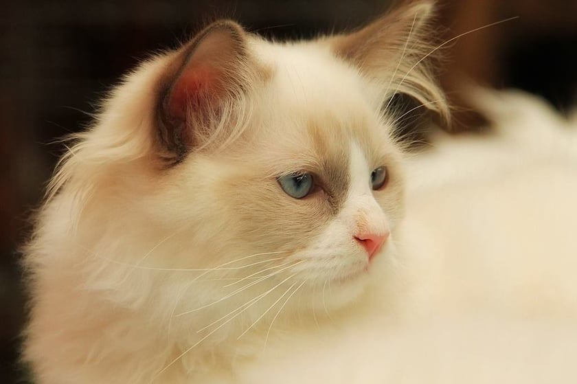 Wystawa Kotów Rasowych w Hali Orbita we Wrocławiu - 11-12 marca 2023 r.